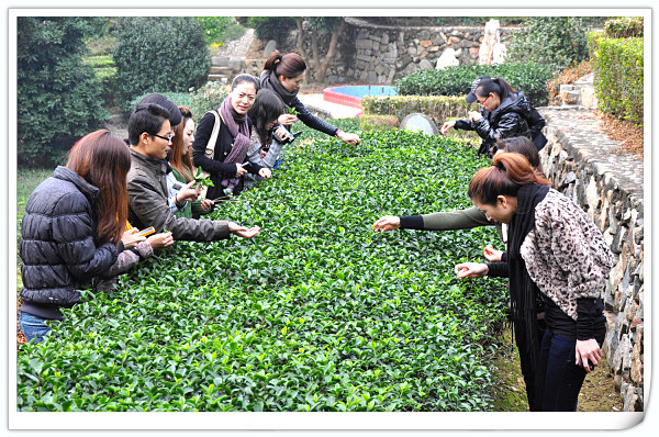 二月茶艺培训哪里有？(图2)