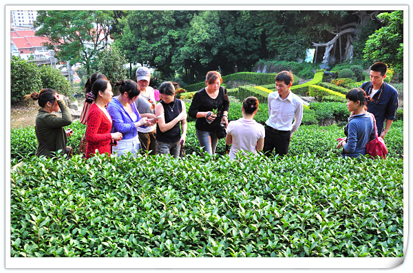 成人茶艺培训班(图2)