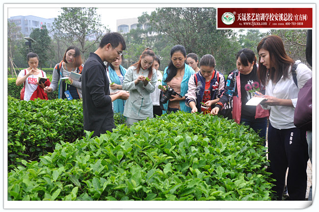 第125期天晟茶艺培训学校中国茶学系统培训班全体学员合照(图3)