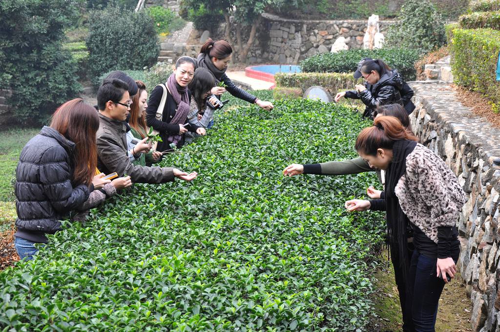 第42期天晟茶艺培训学校中国茶学系统培训班全体学员合照(图1)