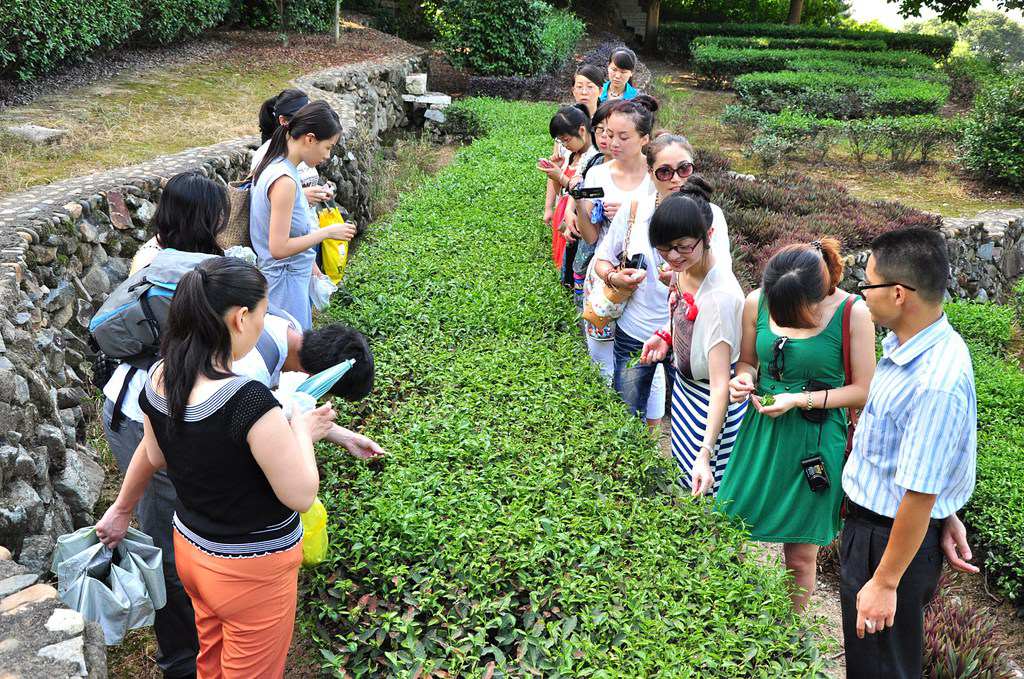 第52期天晟茶艺培训学校中国茶学系统培训班全体学员合照(图2)