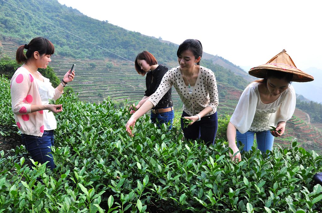 第56期天晟茶艺培训学校中国茶学系统培训班全体学员合照(图2)