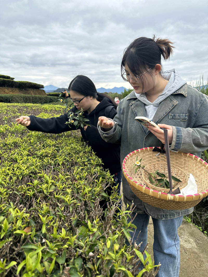 天晟茶艺培训班课程第5天我们上茶山了(图3)