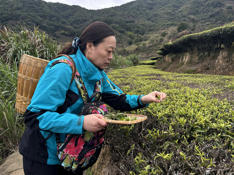 天晟茶艺培训班课程第5天我们上茶山了(图4)