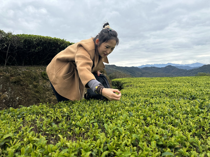 天晟茶艺培训班课程第5天我们上茶山了(图6)