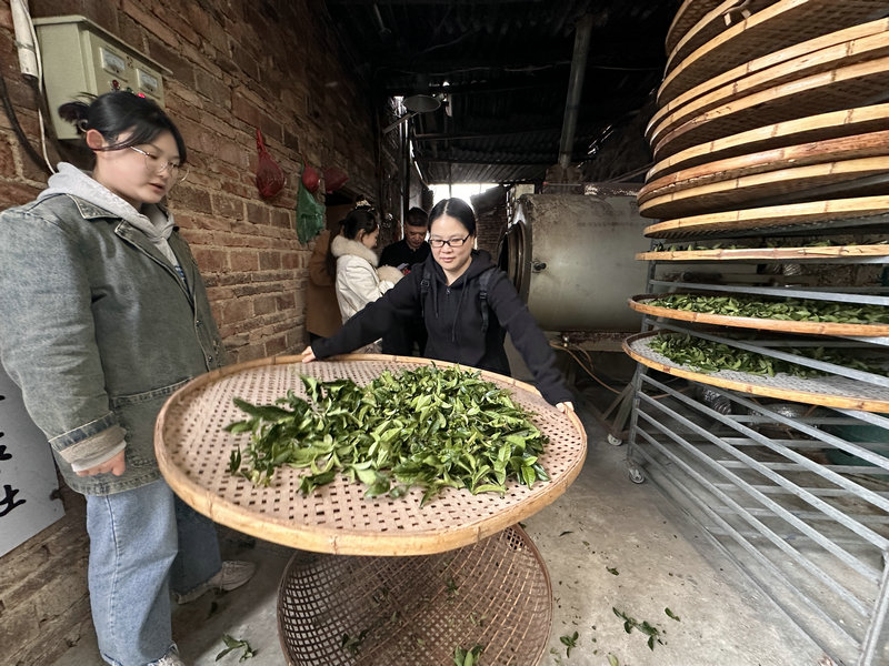 大家一起来摇青，乌龙茶制茶师必备课程。(图3)