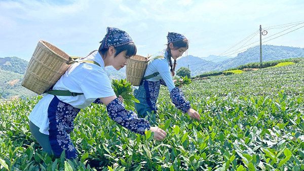 厦门学茶艺的学费是多少　中国茶学系统培训班