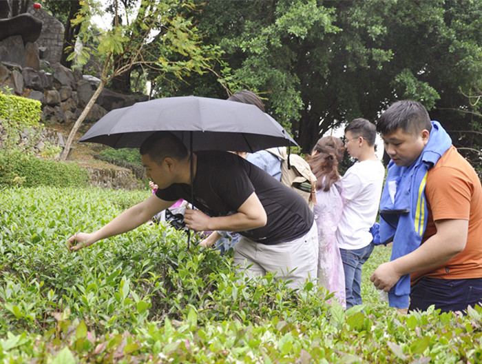 茶圈“黑话”破译指南:我国十大茶艺师培训机构教学暗号大公开