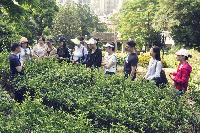 厦门茶艺师培训考证多少钱
