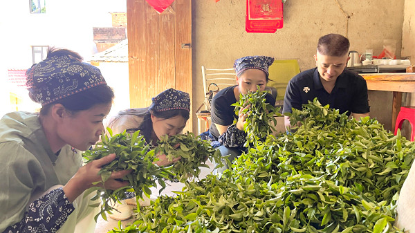 从考证到非遗传承:中国十大茶艺培训学校机构如何满足不同学员需求